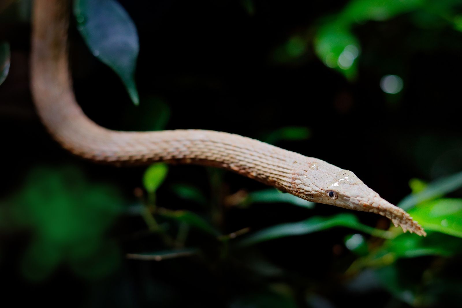 Langaha Madagascariensis 