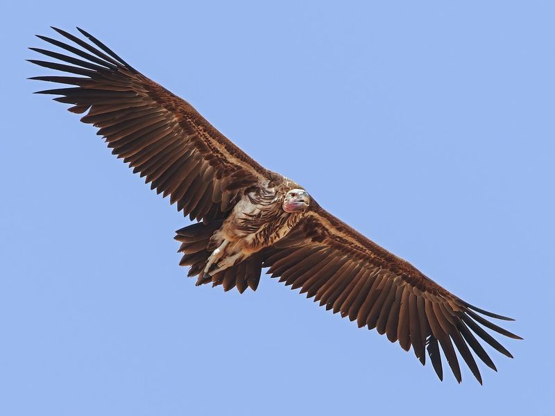 Lappet-faced Vulture