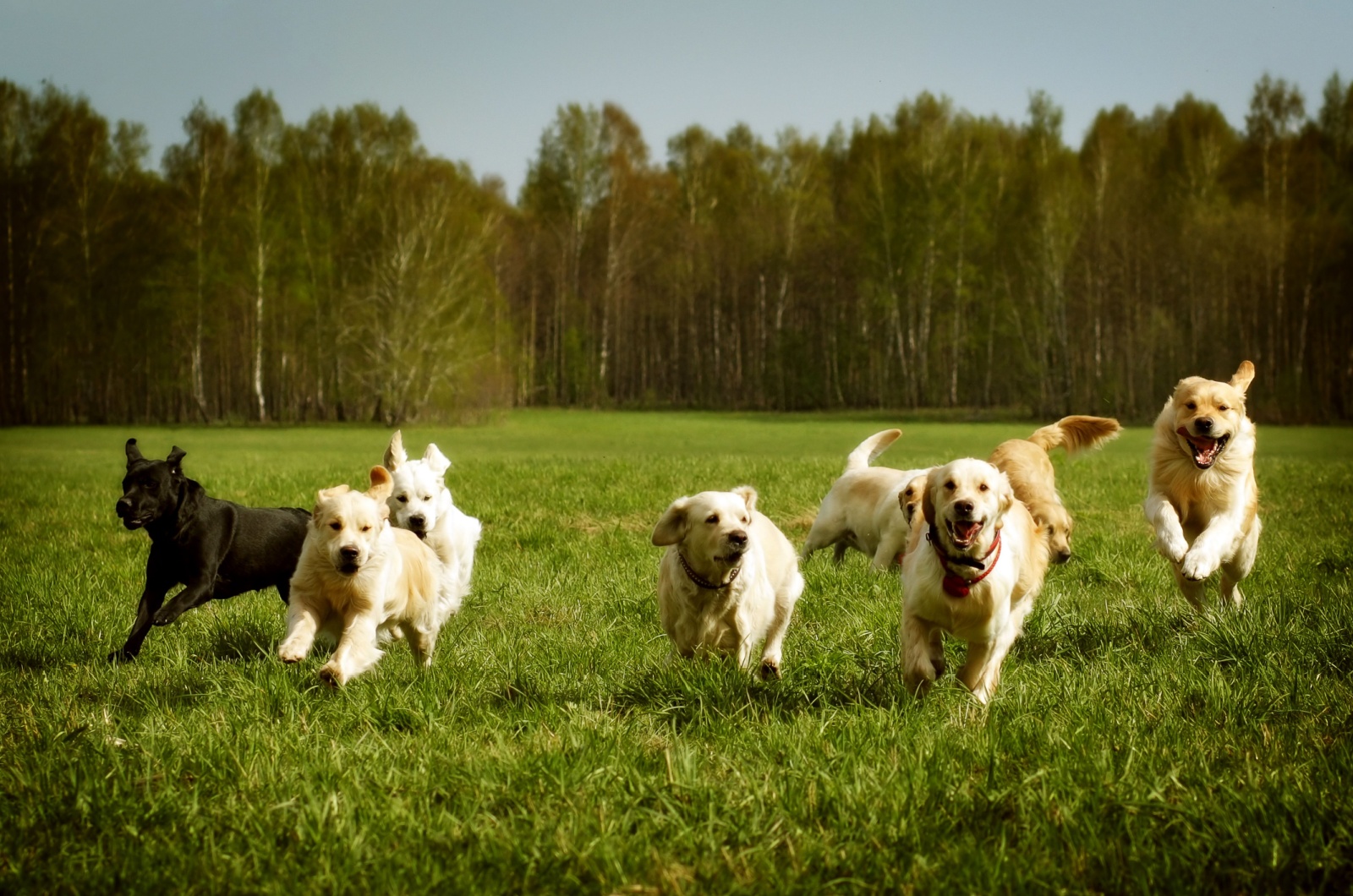 Large group of dogs