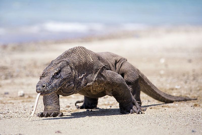 Largest Living Lizard