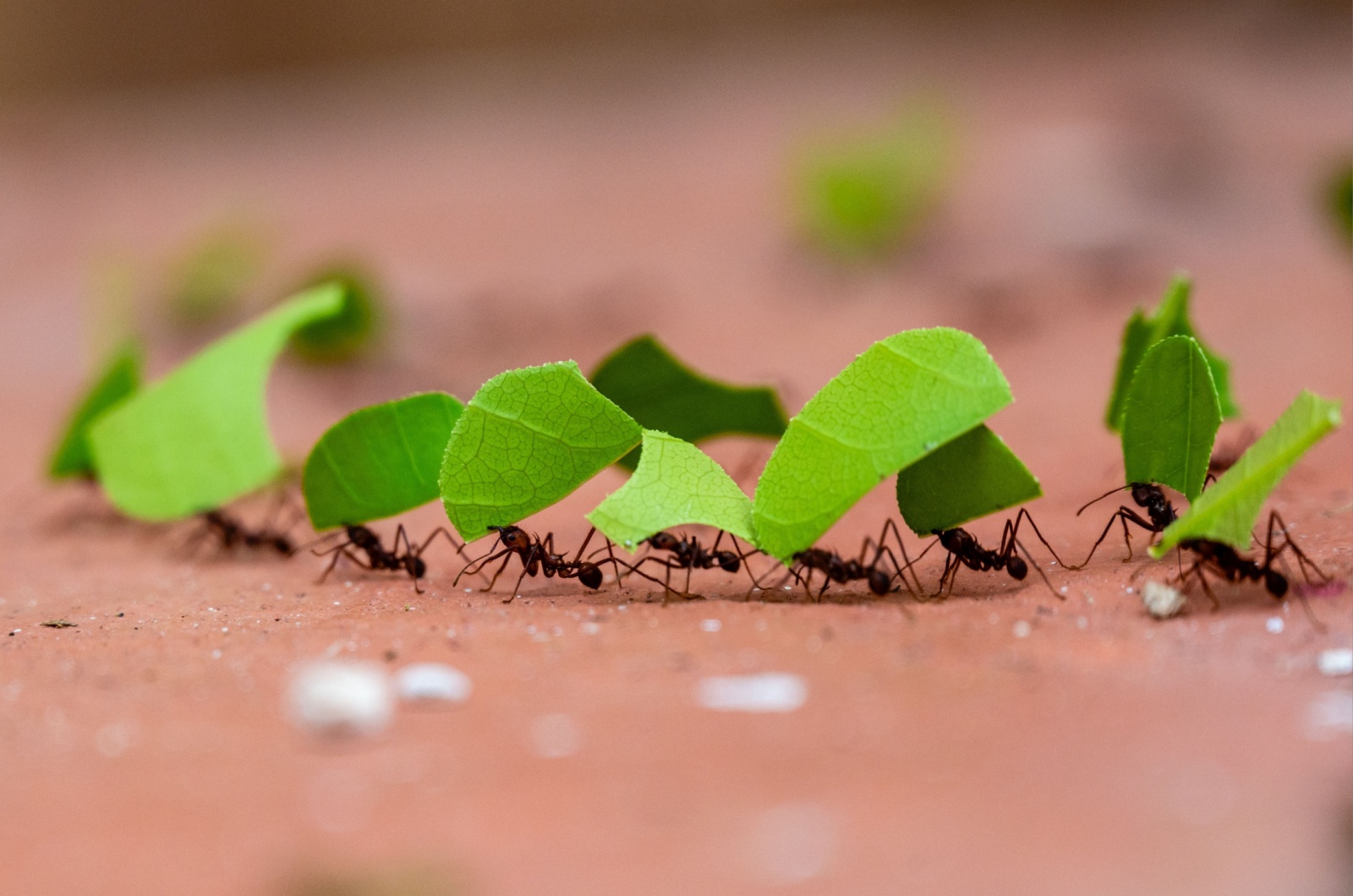 Leaf-Cutting Ant