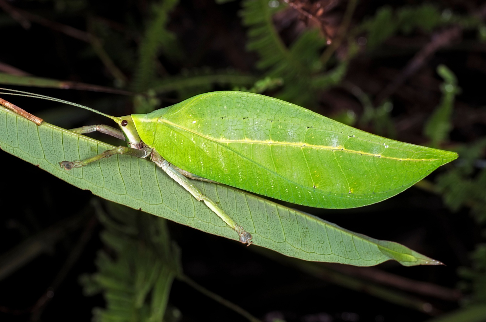 Leaf-Mimic Katydid