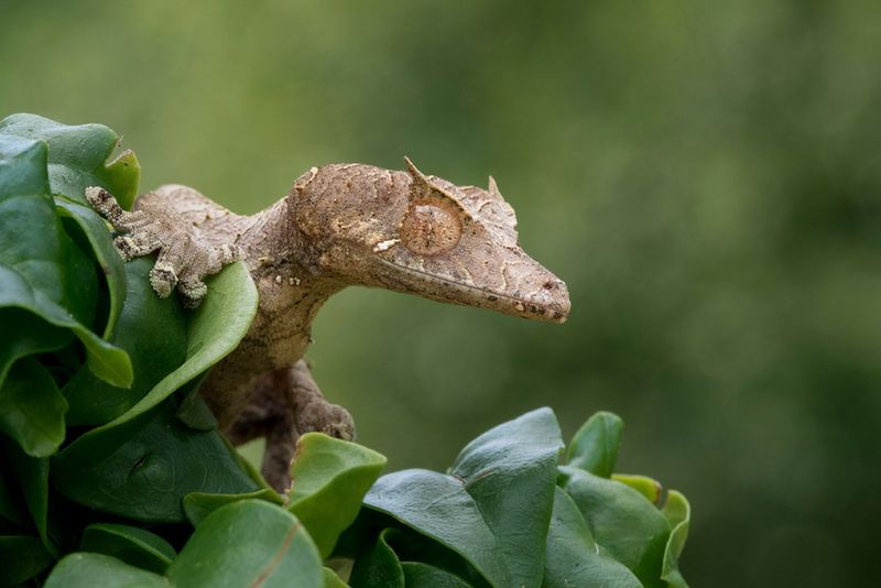 Leaf-Tailed Gecko