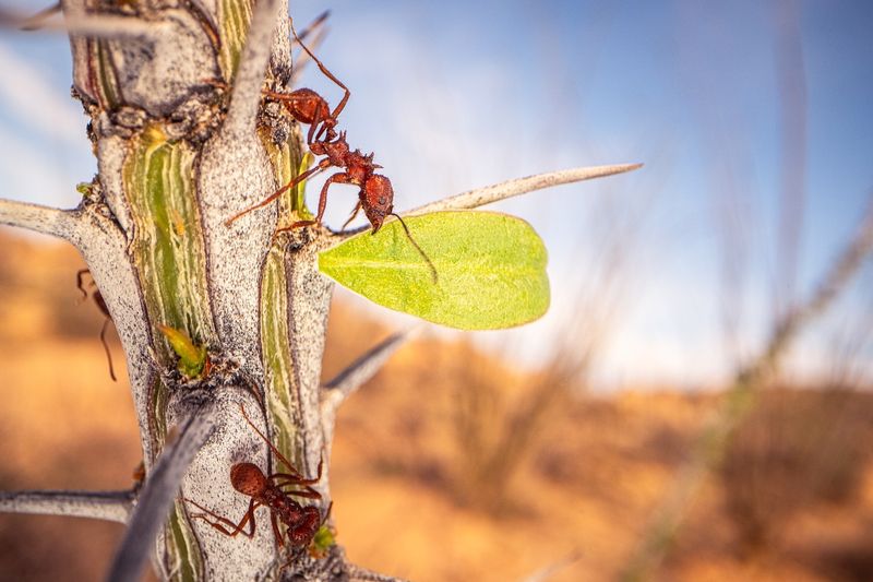 Leafcutter Ants