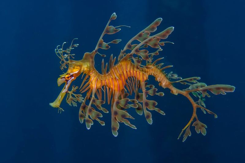 Leafy Sea Dragon