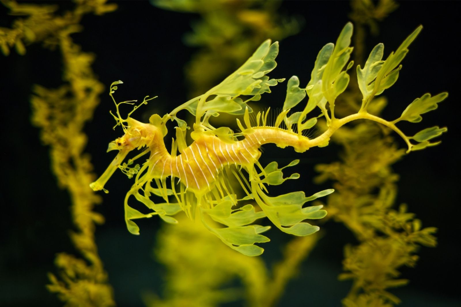 Leafy Sea Dragon