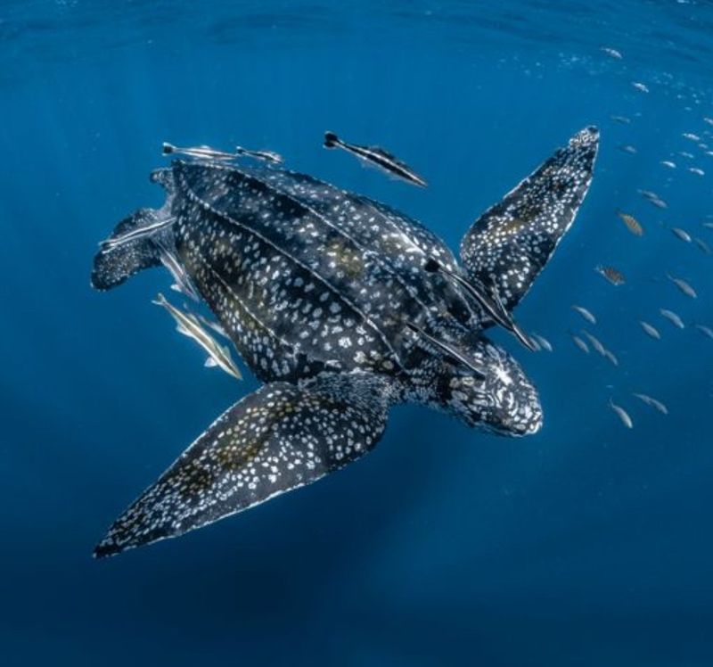 Leatherback Sea Turtle