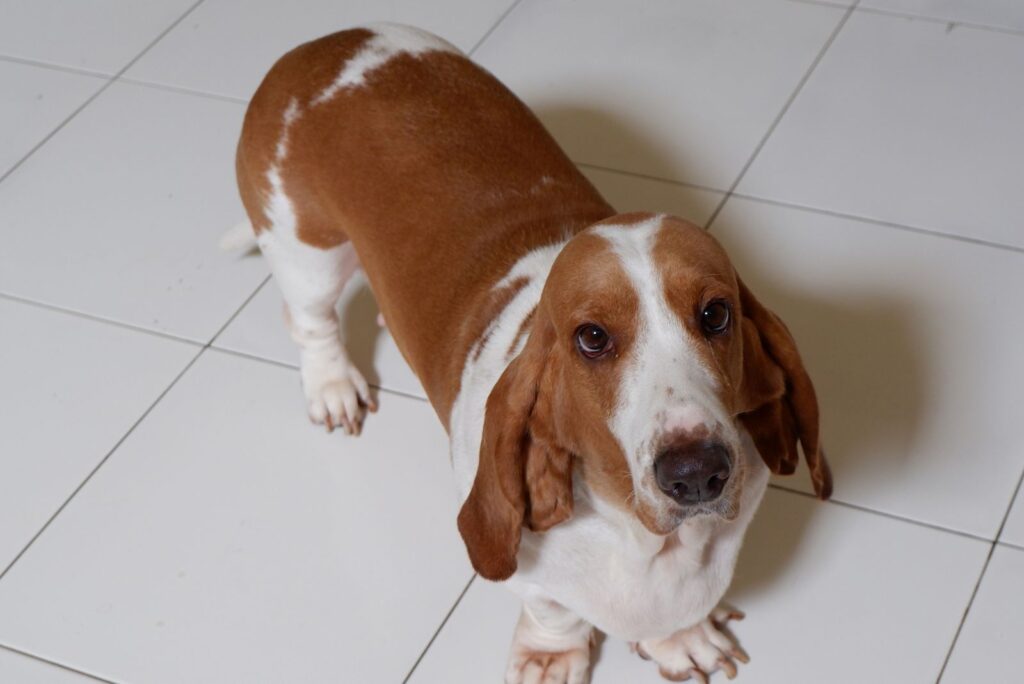 Lemon & White Basset Hound