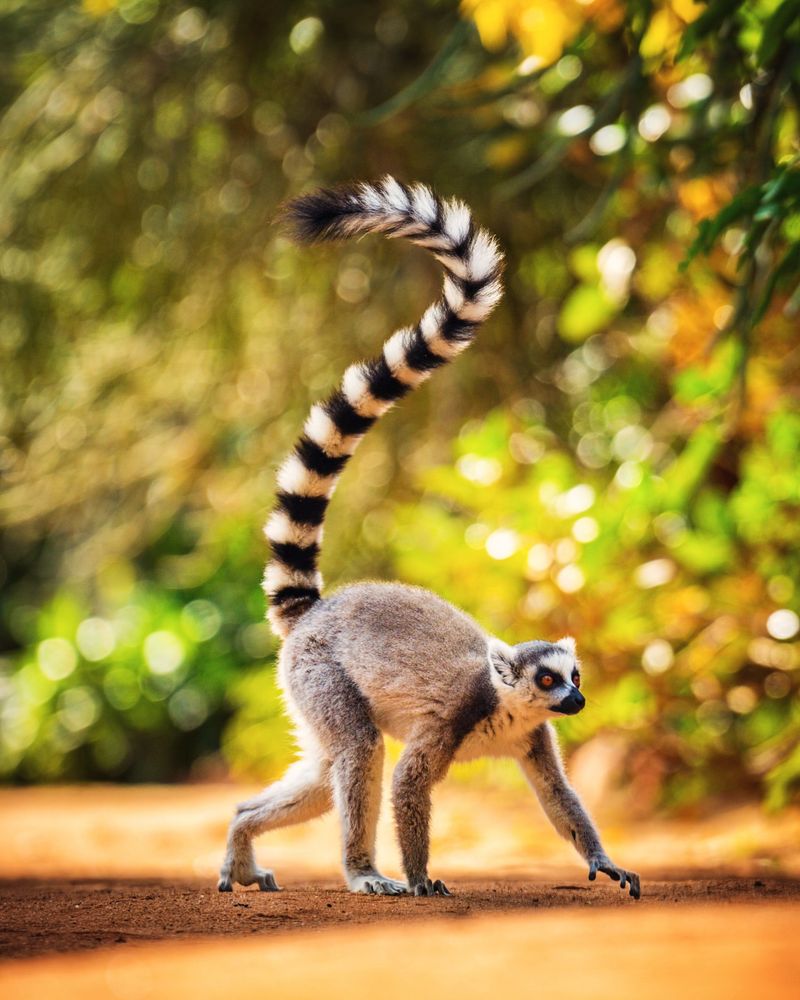 Lemur