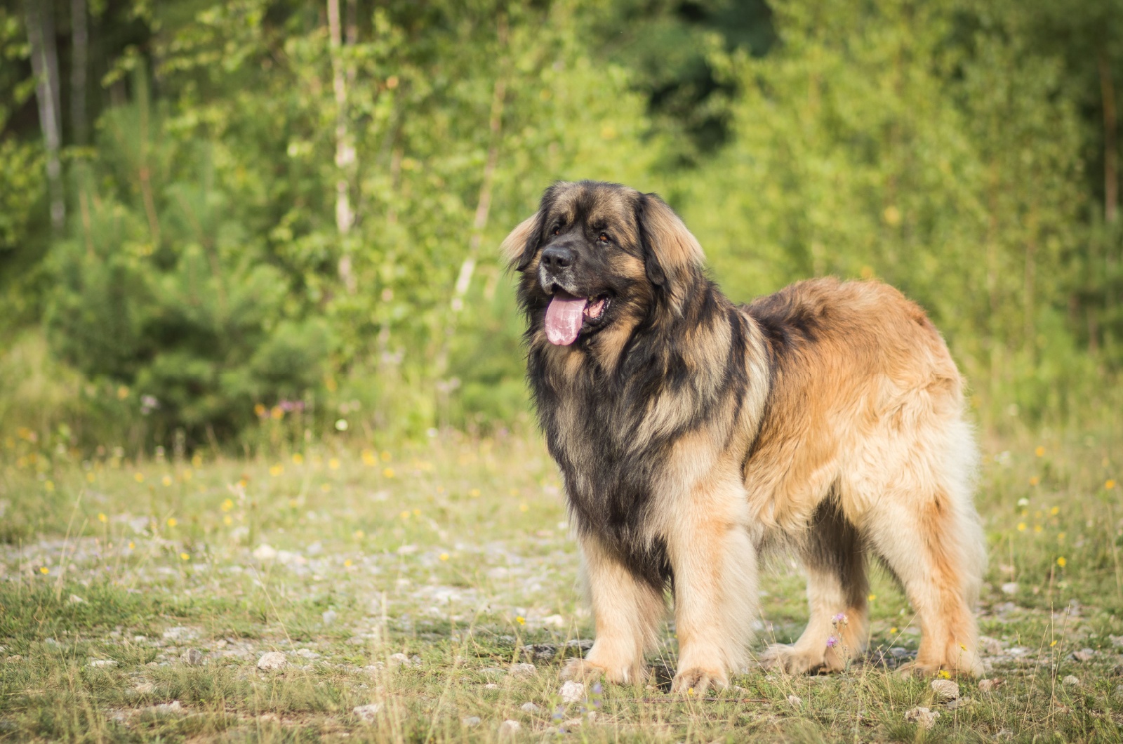 Leonberger