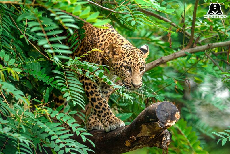 Leopard