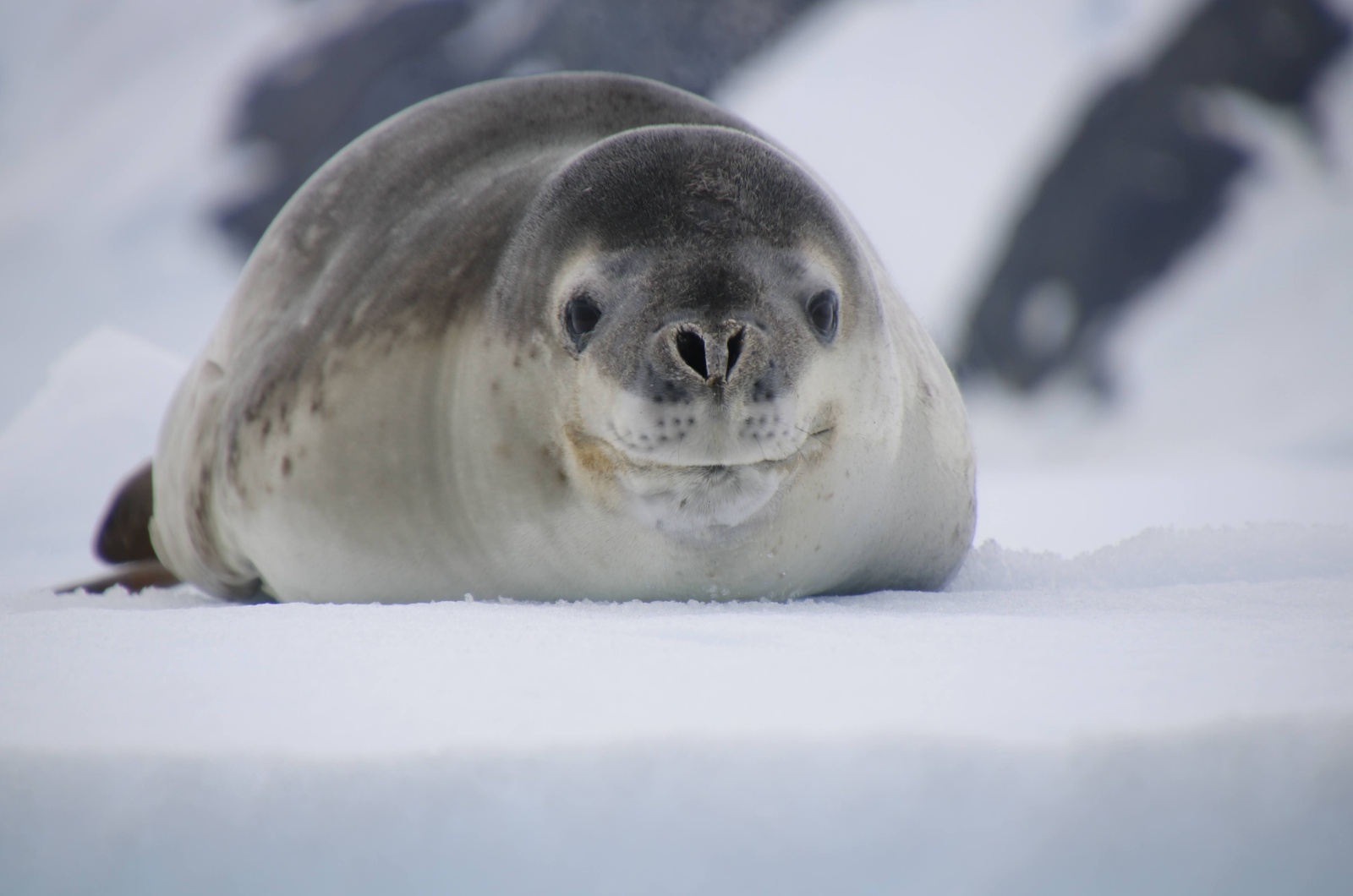 Leopard Seal