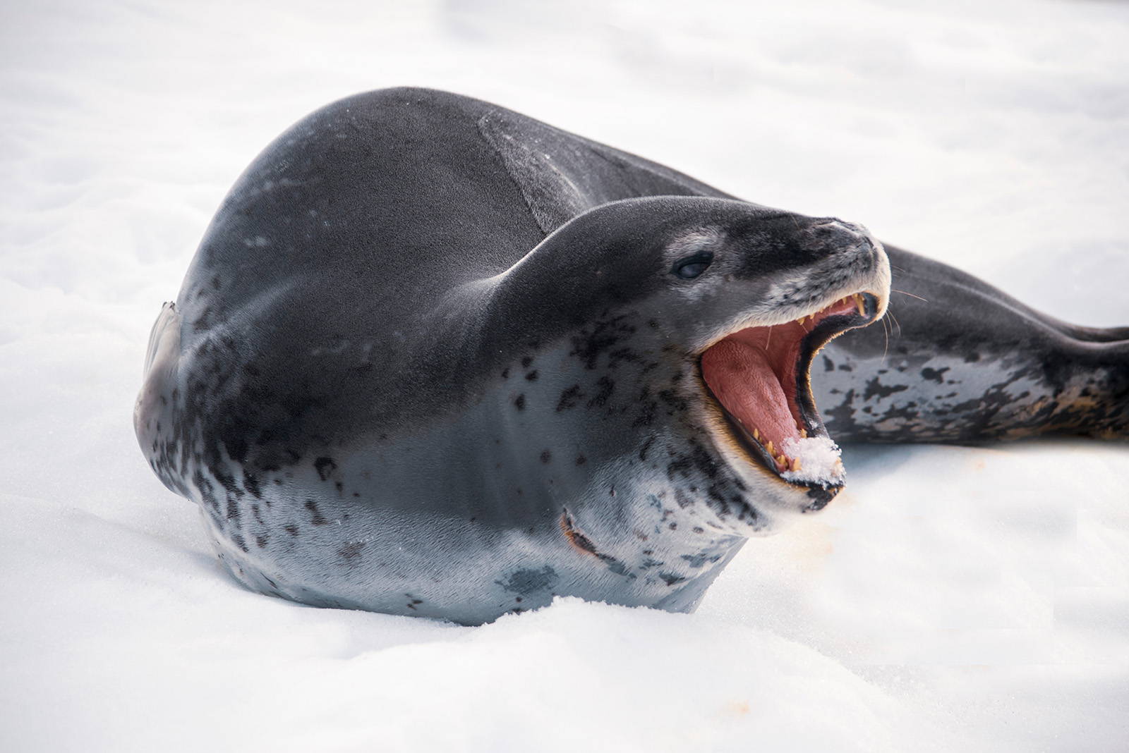 Leopard Seal