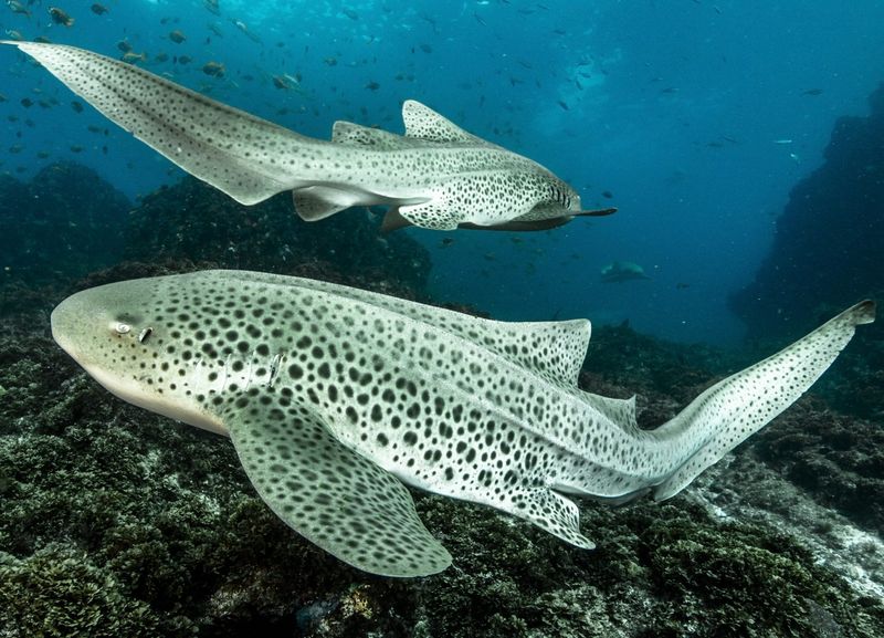 Leopard Shark