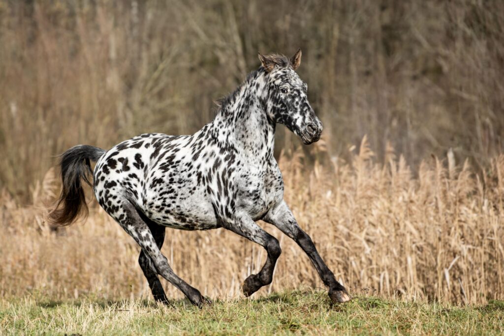 Leopard Spotting