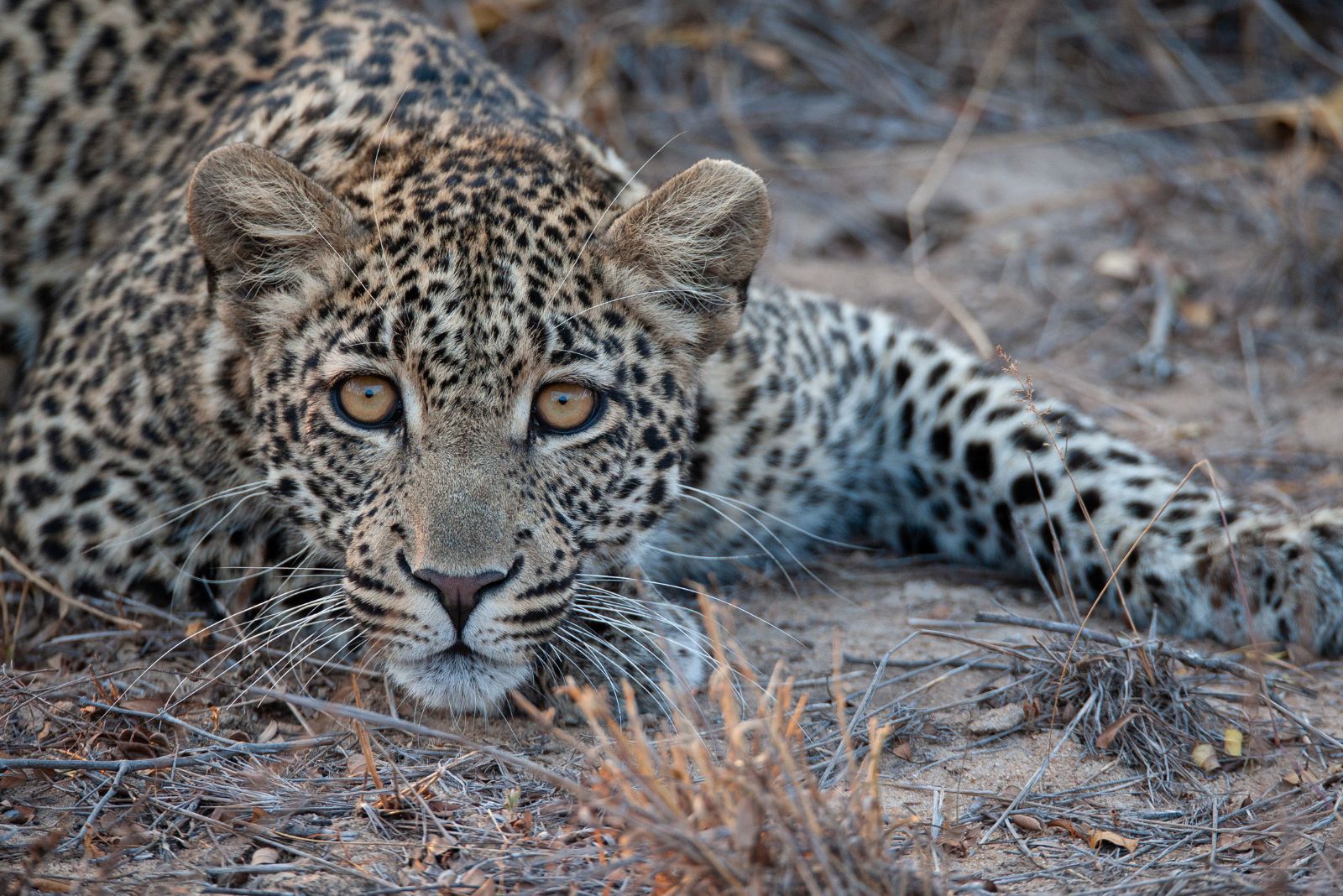 Leopard on the floor lying