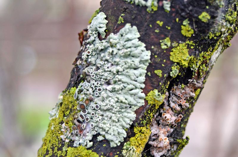 Lichens