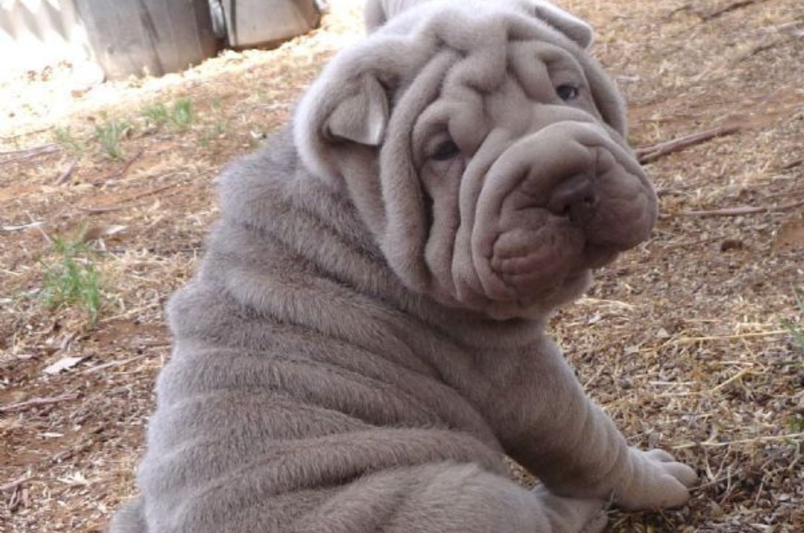 Lilac dilute Shar Pei