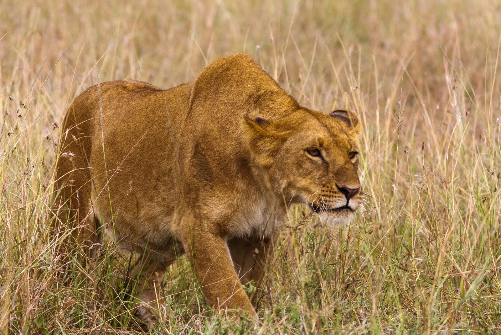 Lion walking