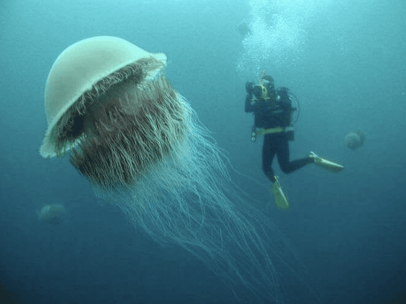 Lion's Mane Jellyfish