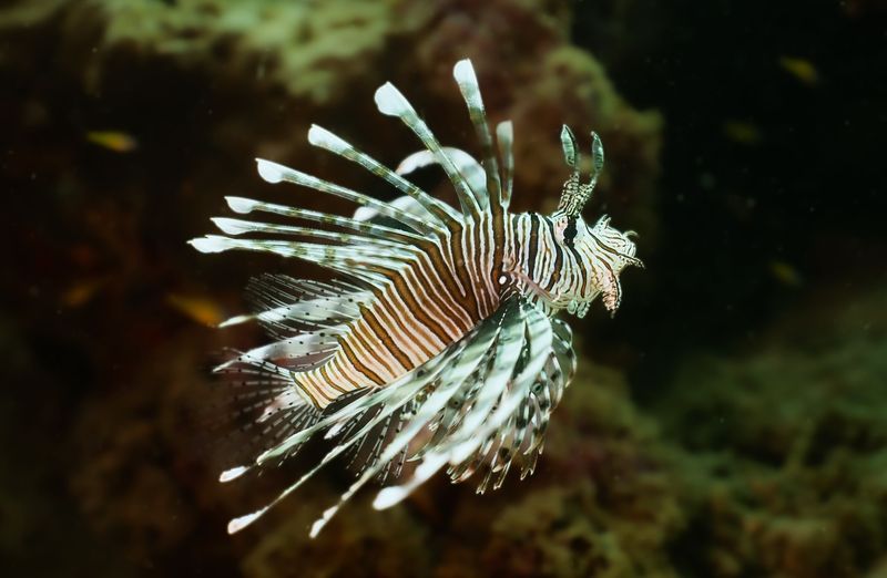 Lionfish