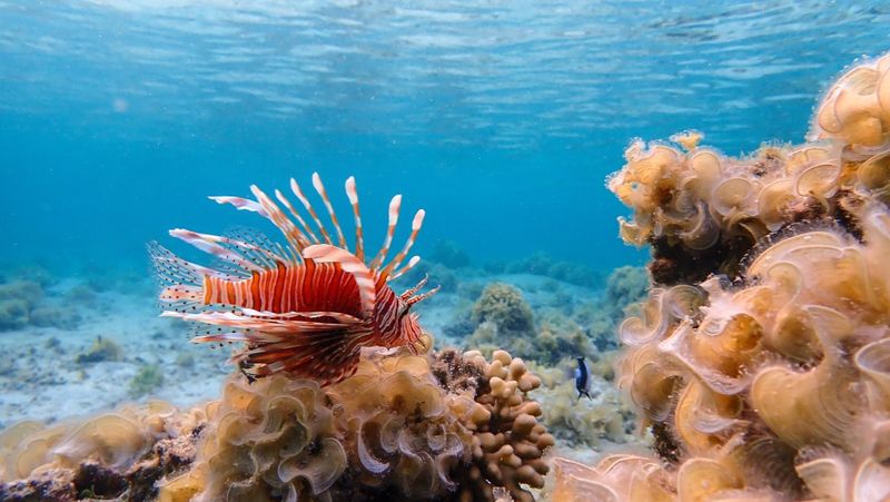 Lionfish