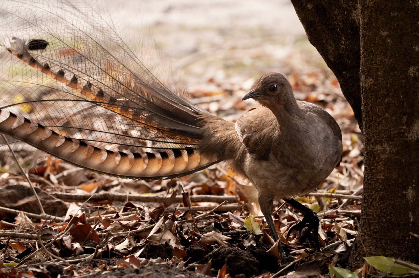 Lyrebird