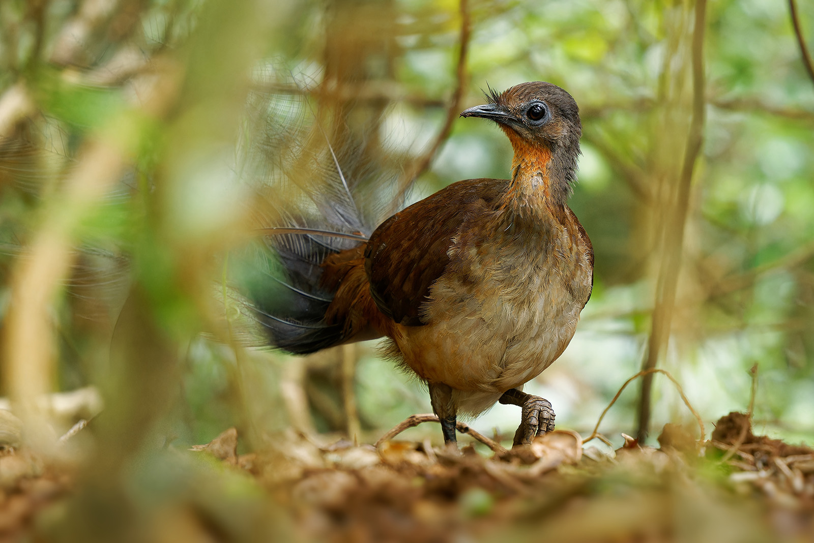 Lyrebird