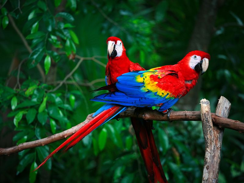 Macaw