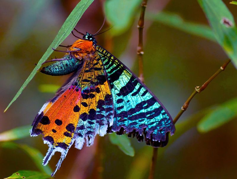 Madagascan Sunset Moth