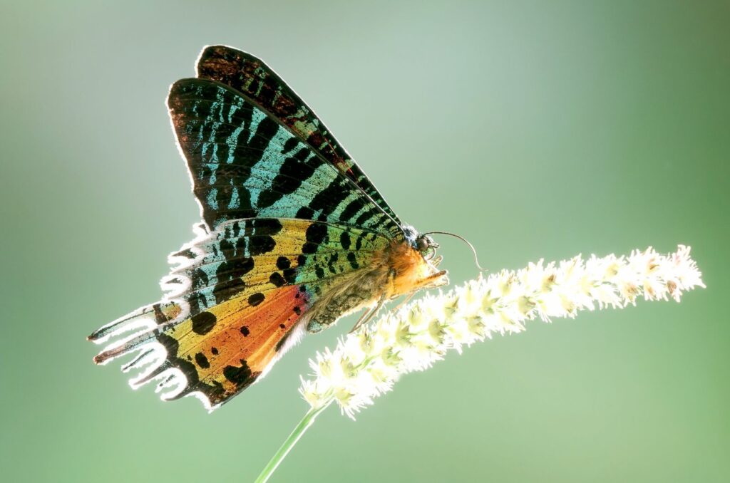 Madagascan Sunset Moth