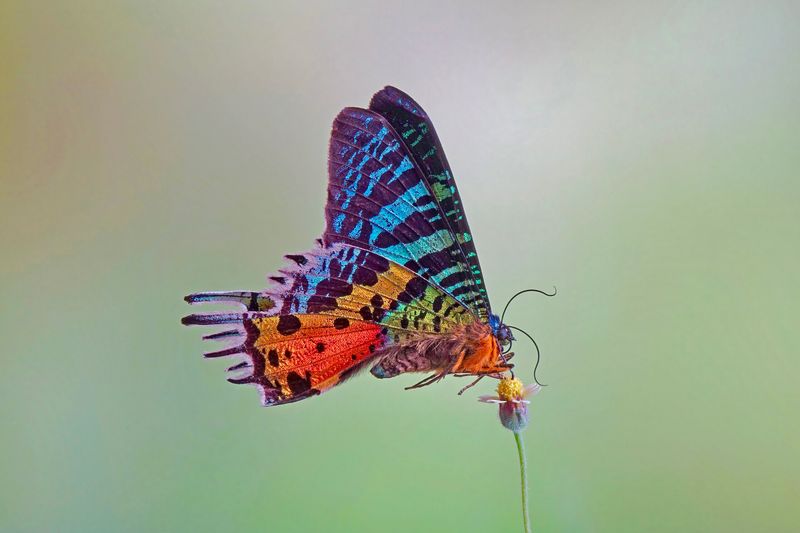 Madagascan Sunset Moth