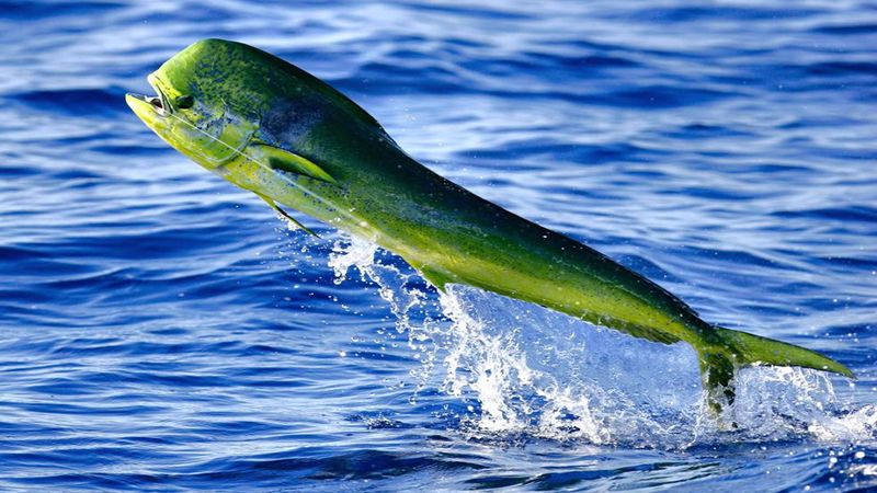 Mahi-Mahi