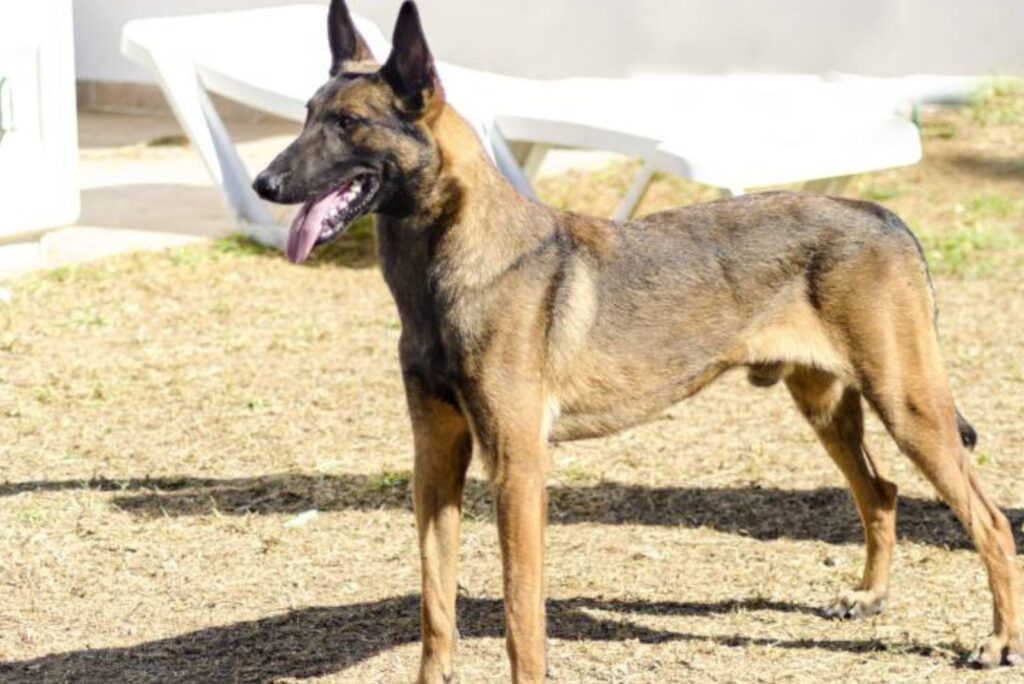 Mahogany Belgian Malinois