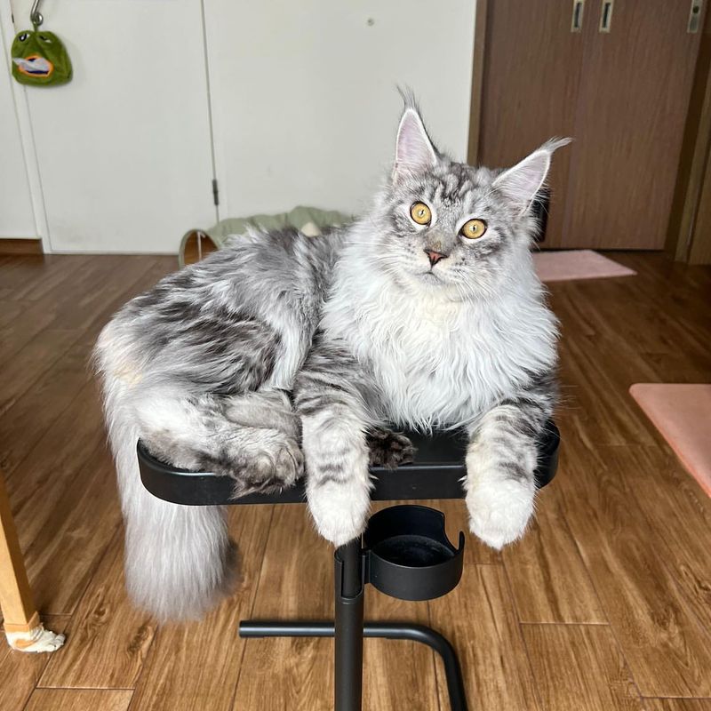 Maine Coon