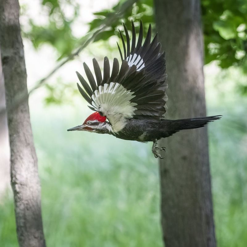 Majestic Flight