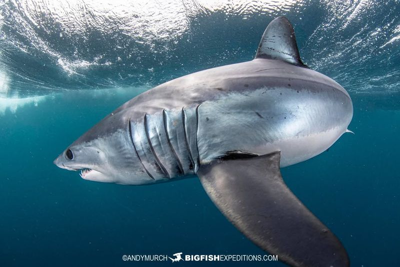 Mako Shark