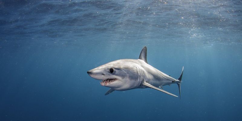 Mako Shark