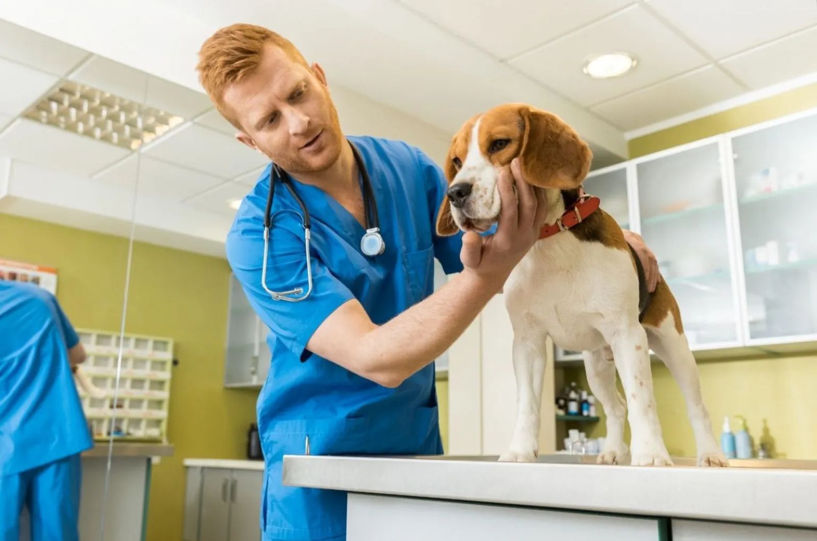 Male vet and Blue Tick Beagle