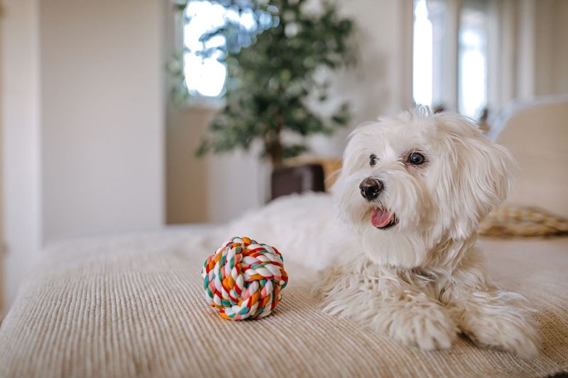 Maltese