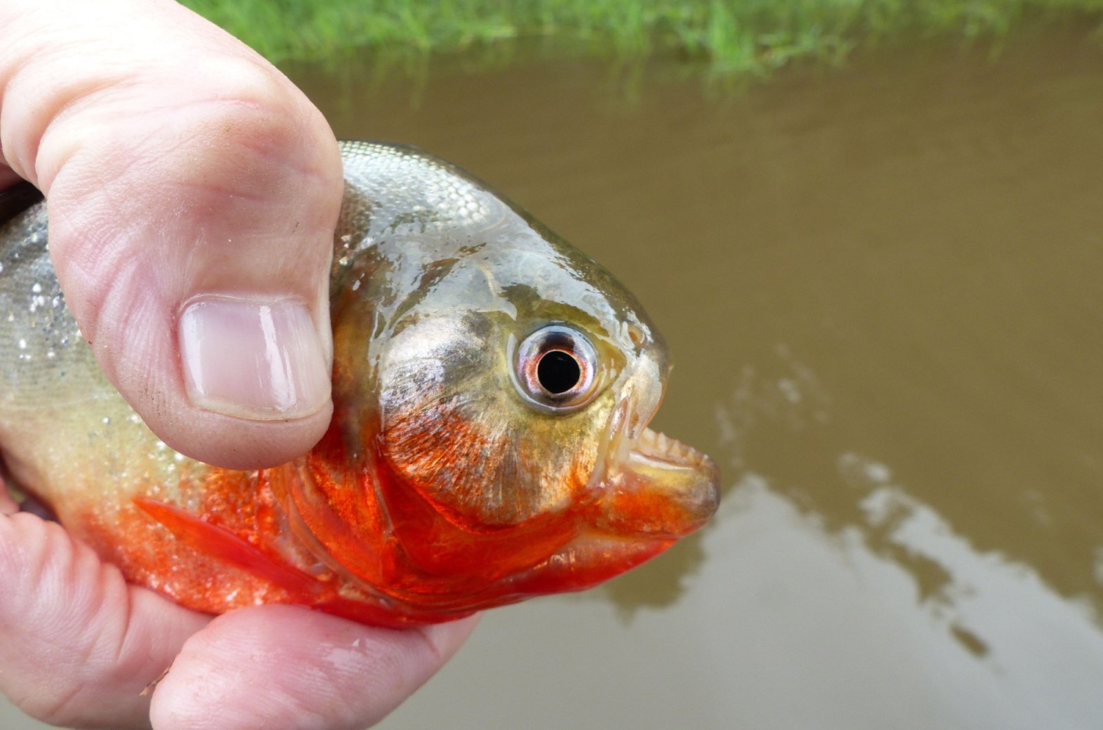 Man holding a Piranha