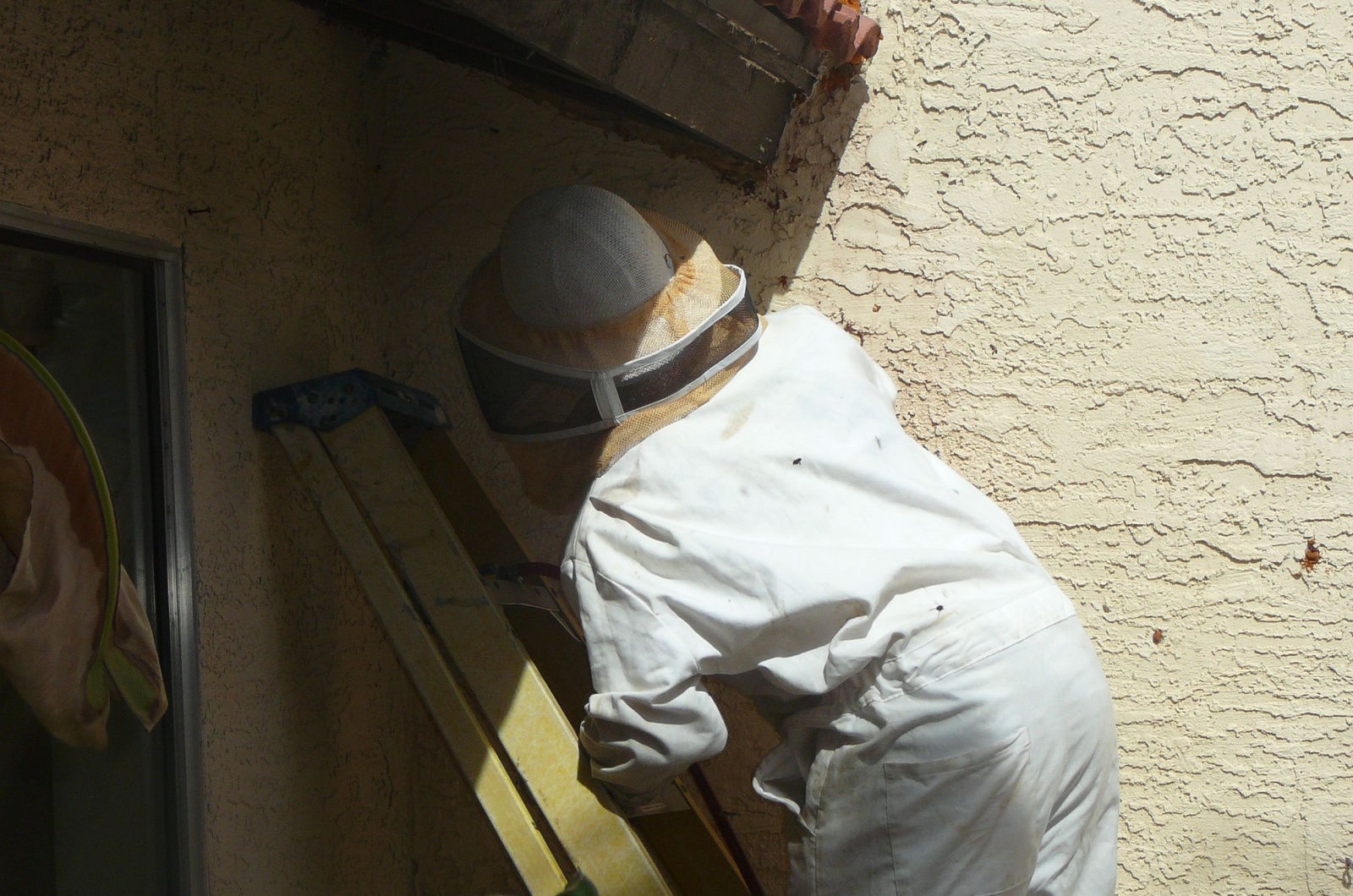 Man removing a bee hive from wall