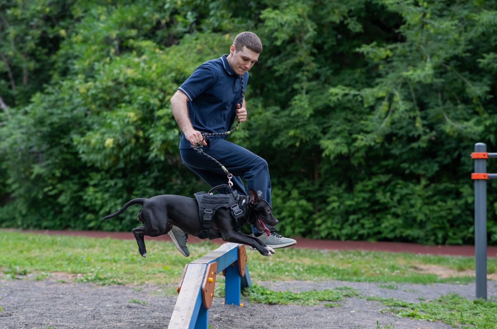 Man training a pit bull