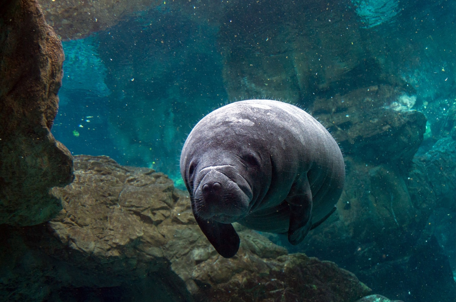 Manatee