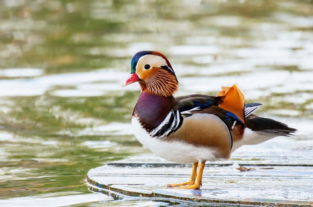 Mandarin Duck