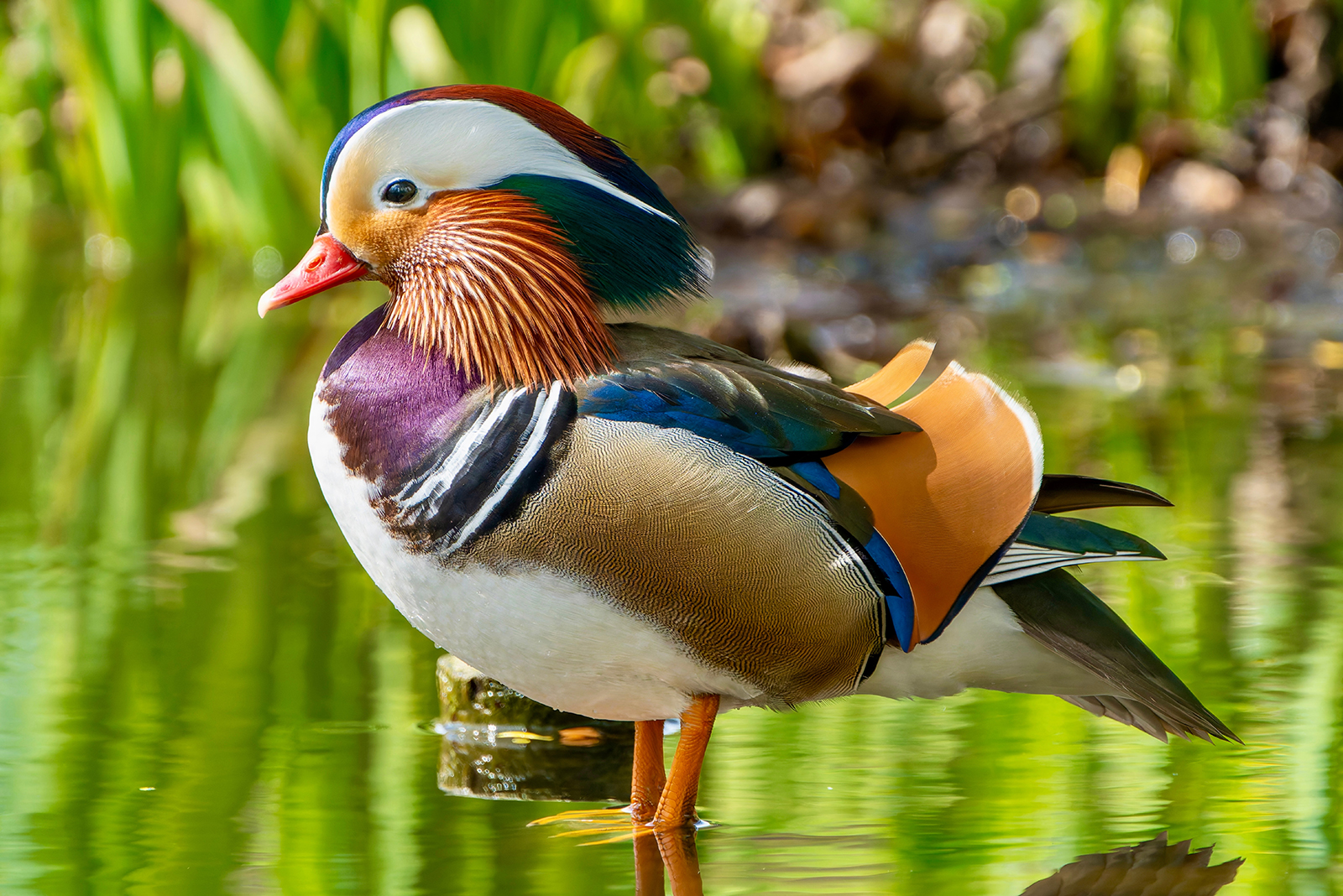 Mandarin Duck