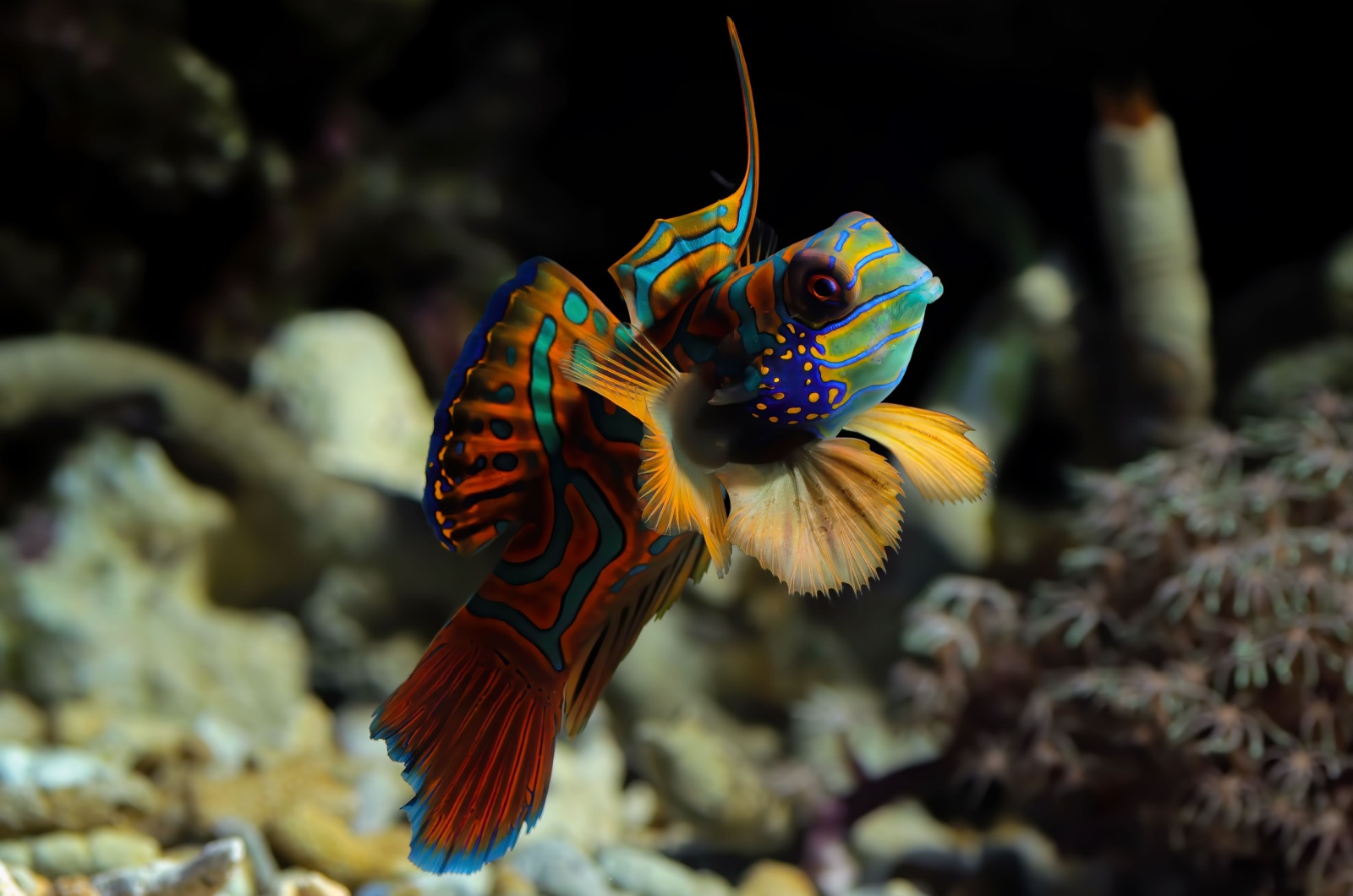 Mandarinfish