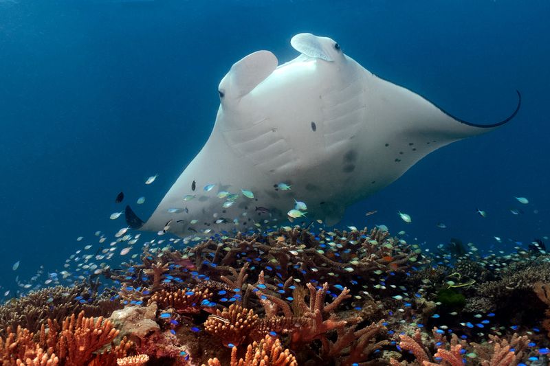 Manta Ray