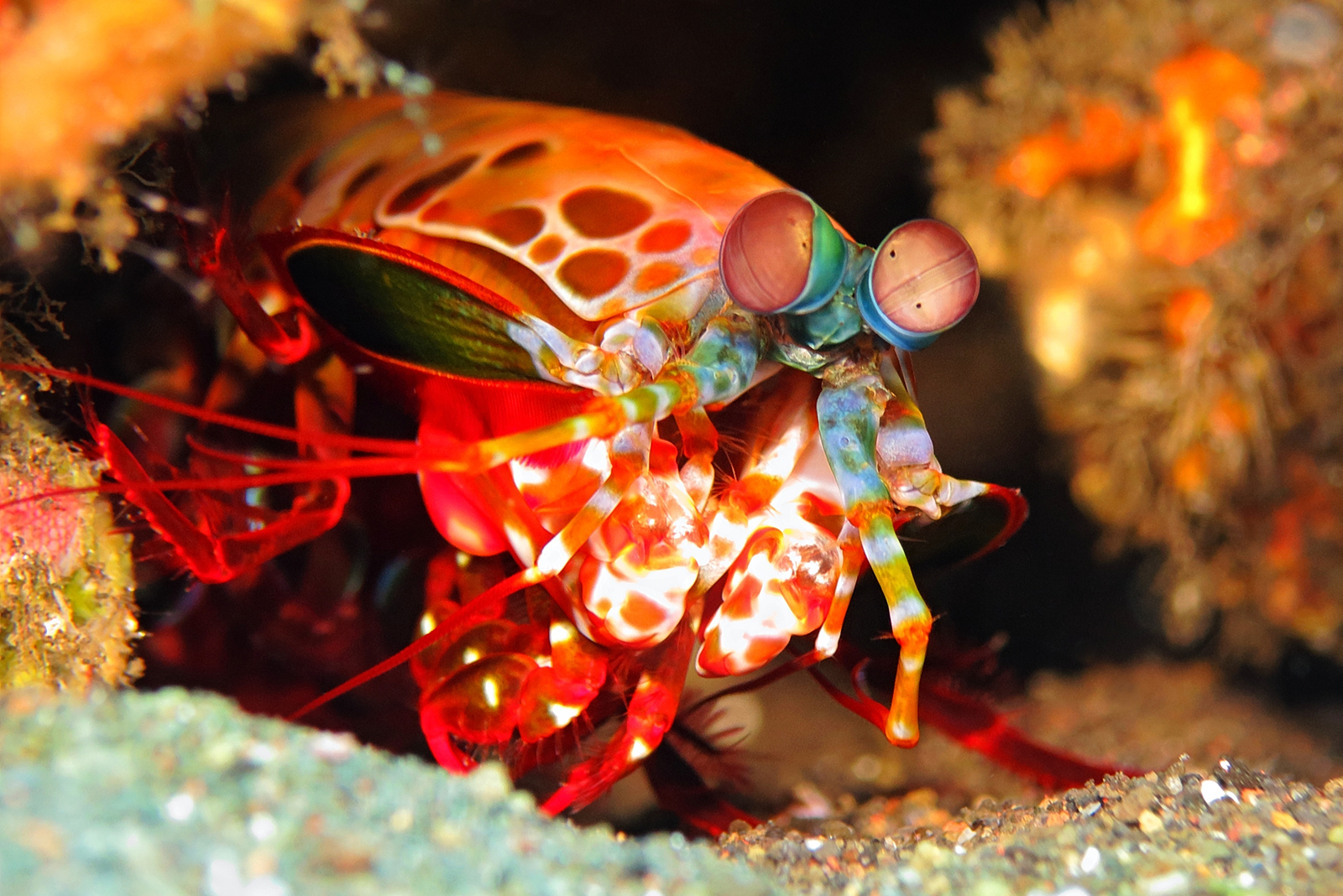 mantis shrimp 