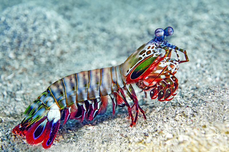 Mantis Shrimp